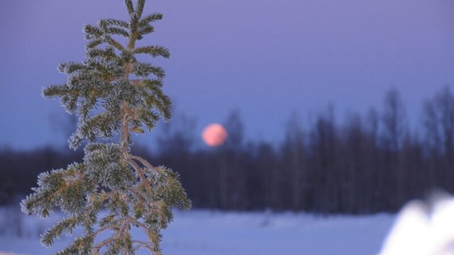 Заповедник Магаданский