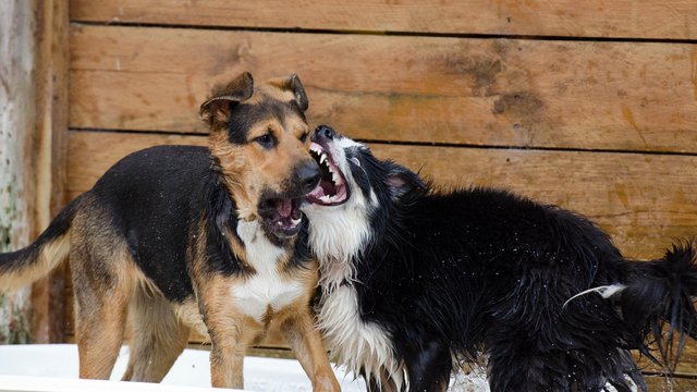 Регионы сами будут решать судьбу бездомных животных