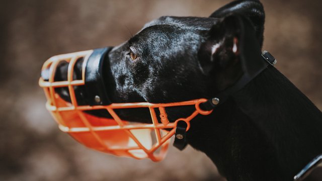 Госдума ужесточила наказание за неправильное содержание питомцев