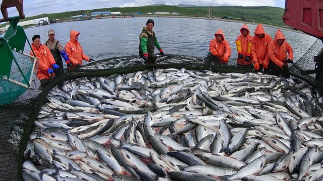 Росрыболовство_лососи_путина