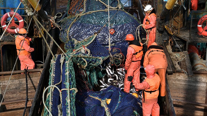 Дальневосточные рыбаки выловили более 476 тысяч тонн лосося