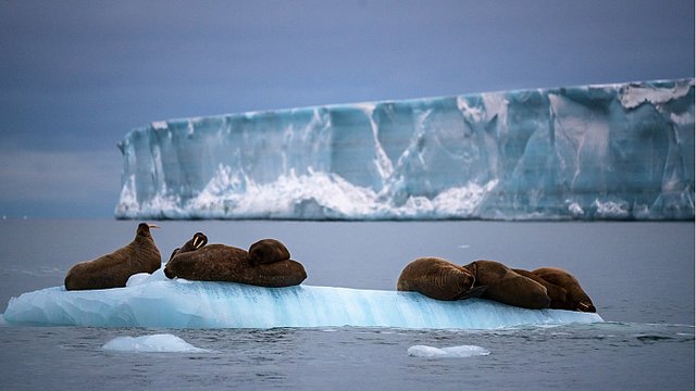 Сохранение биоразнообразия в Арктике обсудят на ПМЭФ-2023