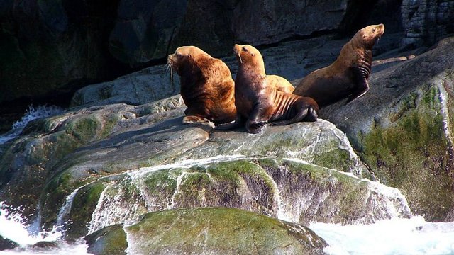 Губернатор Магаданской области опубликовал фотографии морских львов