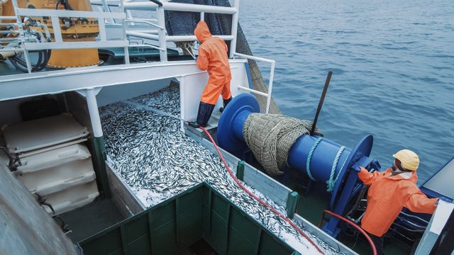 Дальневосточные рыбаки выловили 2,8 млн тонн рыбы с начала года