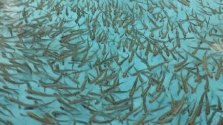 Предприятия Магаданской области компенсировали ущерб рыбным запасам водоемов региона