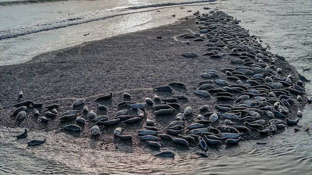 В бухту Нагаева заплыли косатки