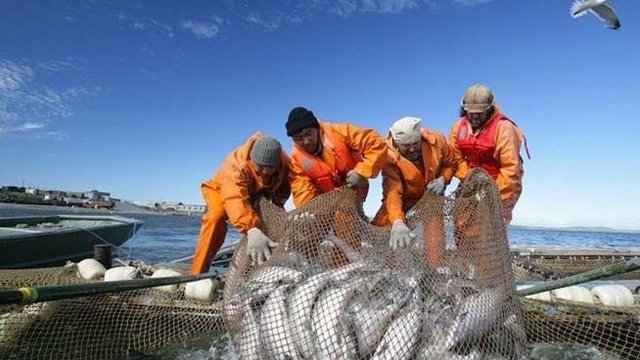 Росрыболовство: Лососевую путину завершили с серебряной медалью
