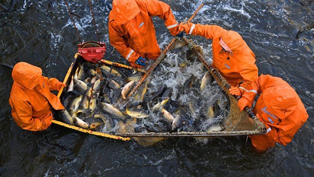 Правительство обязало зарубежных инвесторов согласовывать вылов 47 видов биоресурсов