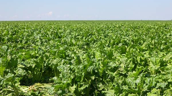 В 2,5 раза выросло производство сахара в России
