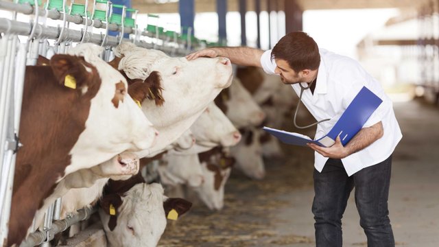 Правительство утвердило эксперимент по организации интернатуры для ветврачей